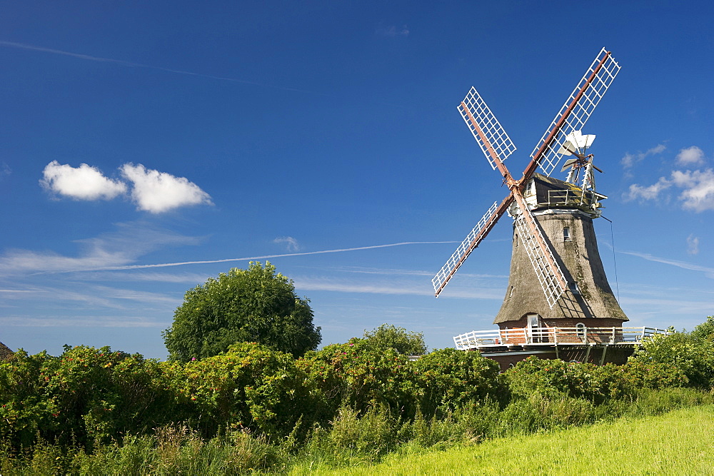 Historic windmill, Wrixum, Foehr, North Frisian Islands, Schleswig-Holstein, Germany, Europe