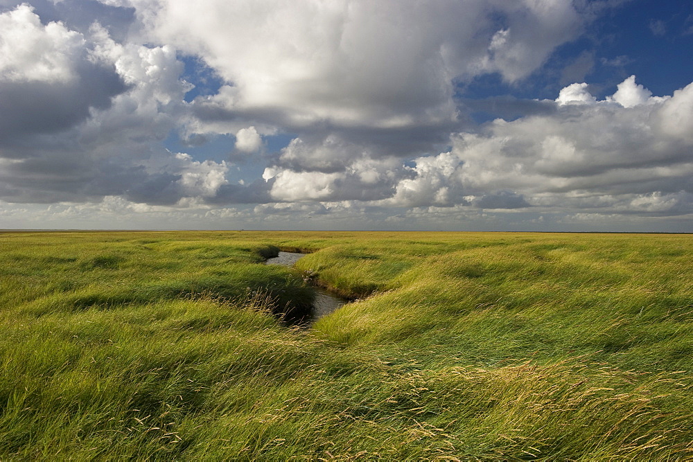 Clouded sky above salt meadows, Westerhever, Wadden Sea National Park, Eiderstedt peninsula, North Frisian Islands, Schleswig-Holstein, Germany, Europe