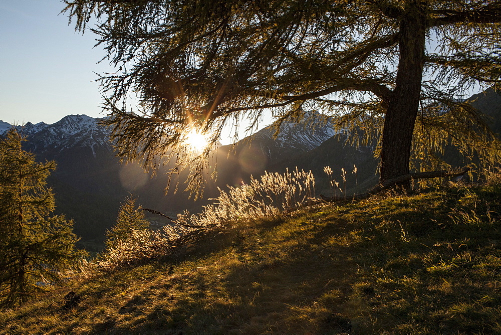 Yellow larch trees in autumn, Engadin, Graubuenden, Grisons, Switzerland, Europe