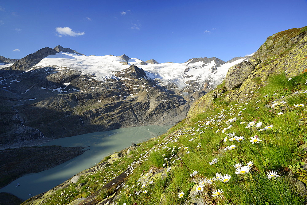 Alpine meadow in front of Gauli glacier and lake Gaulisee, lake Gaulisee, UNESCO World Heritage Site Swiss Alps Jungfrau-Aletsch, Bernese Alps, Bernese Oberland, Bern, Switzerland