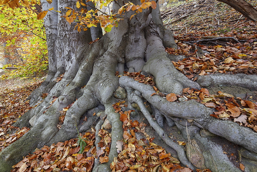 Roots of a beech tree at lake Schmaler Luzin in autumn, Feldberg Lake District Nature Park, Mecklenburg Western Pomerania, Germany, Europe