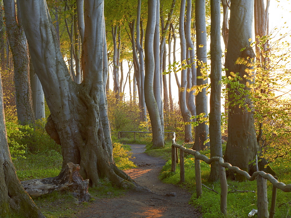 Beech forest at the Baltic coast in the evening light, Heiligendamm, Mecklenburg Western Pomerania, Germany, Europe