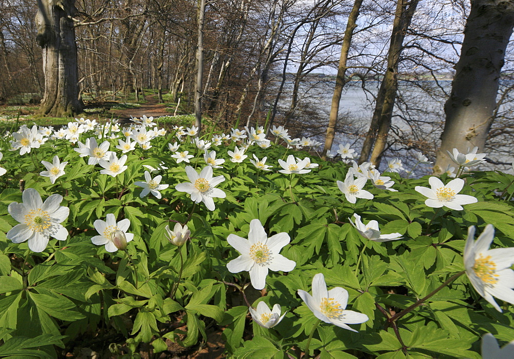 Blooming wood anemones at the coast of Vilm island, Baltic coast, Mecklenburg Western Pomerania, Germany, Europe