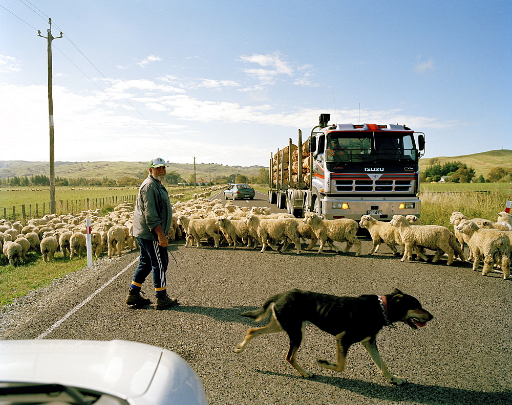 Flock of sheep and shepherd crossing highway 35, East coast, North Island, New Zealand