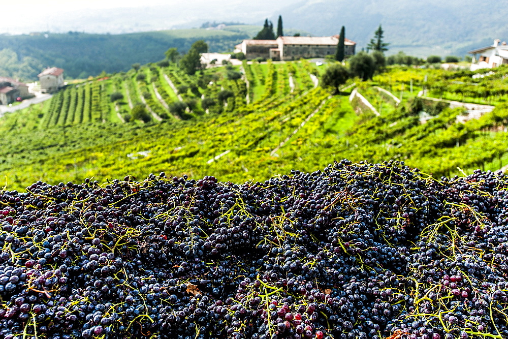 Wineyards at Valpolicella, Marana di Valpolicella, Lago di Garda, Province of Verona, Northern Italy, Italy