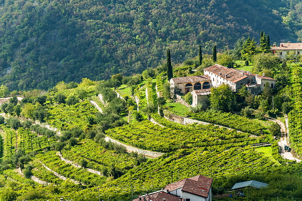 Wineyards at Valpolicella, Marana di Valpolicella, Lago di Garda, Province of Verona, Northern Italy, Italy