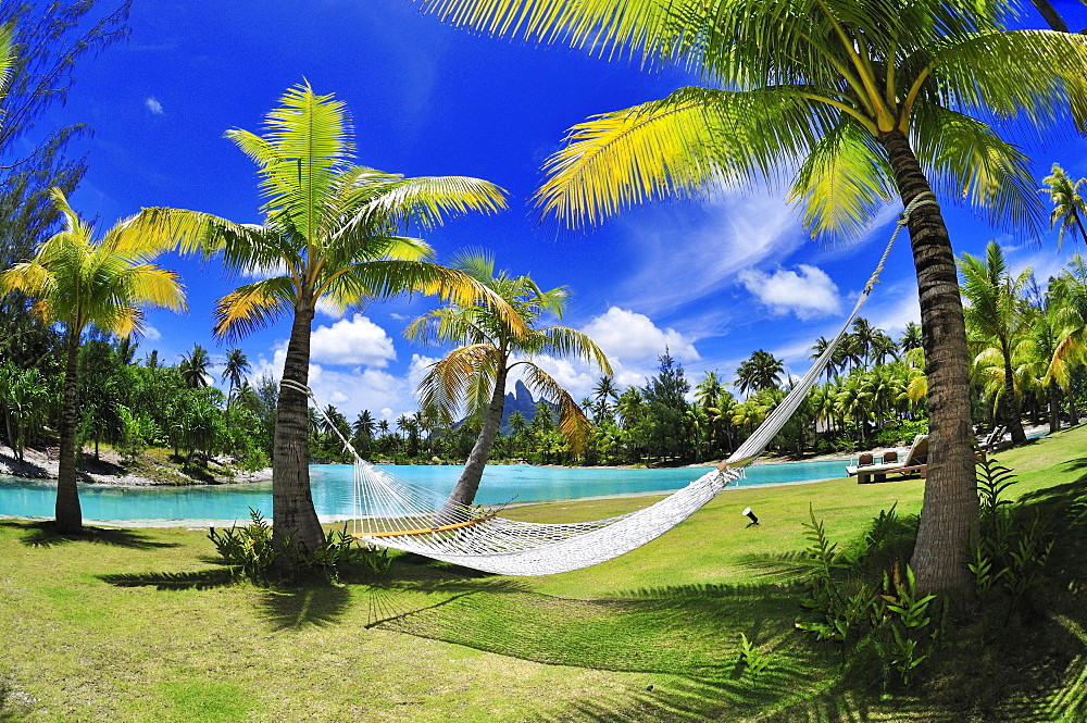 Hammock between two palm trees, Saint Regis Bora Bora Resort, Bora Bora, Society Islands, French Polynesia, Windward Islands, South Pacific