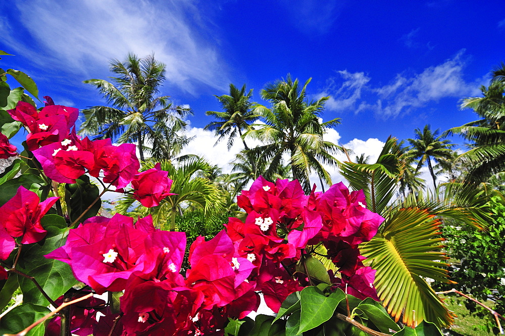 Blossoms and Palm trees, Saint Regis Bora Bora Resort, Bora Bora, Society Islands, French Polynesia, Windward Islands, South Pacific