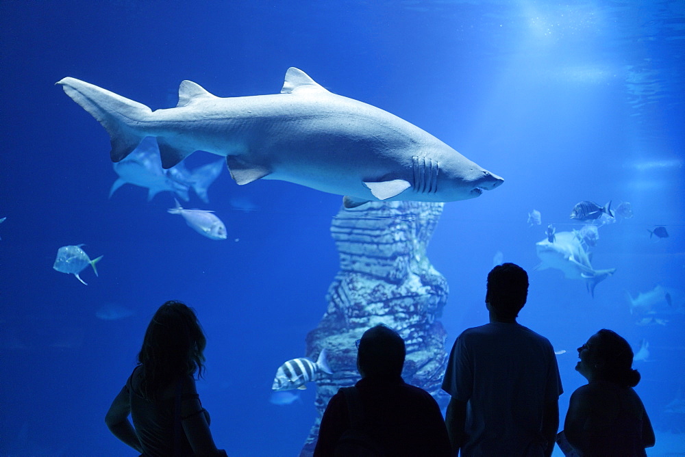 Shark tank, L' Oceanografic, the largest aquarium in Europe, Valencia, Valencia, Spain