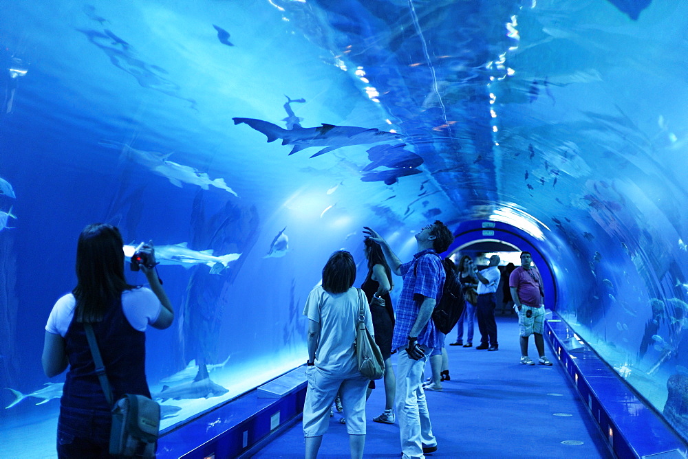 Shark tank, L' Oceanografic, the largest aquarium in Europe, Valencia, Valencia, Spain