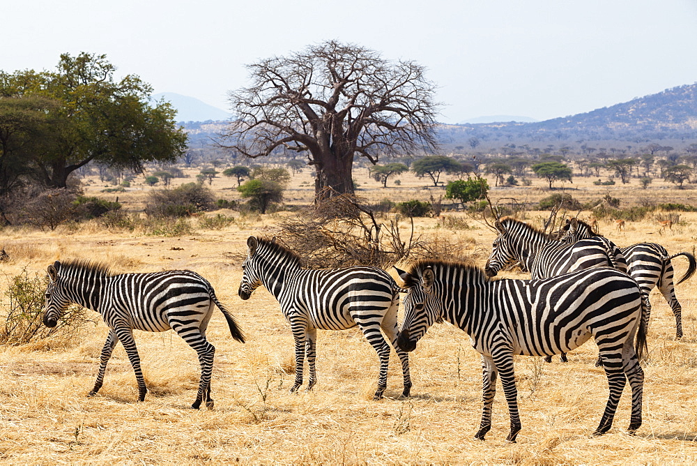 Zebras, Equus quagga, with Baobab, Adansonia digitata, Ruaha National Park, Tanzania, Africa