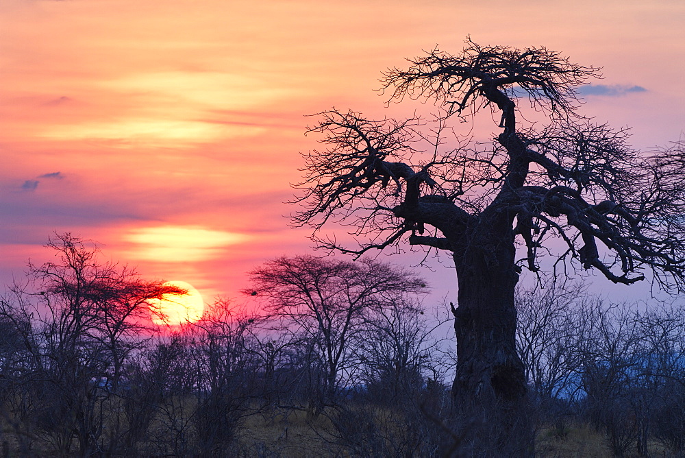 African Baobab at sunrise, Adansonia digitata, Ruaha National Park, Tanzania, Africa