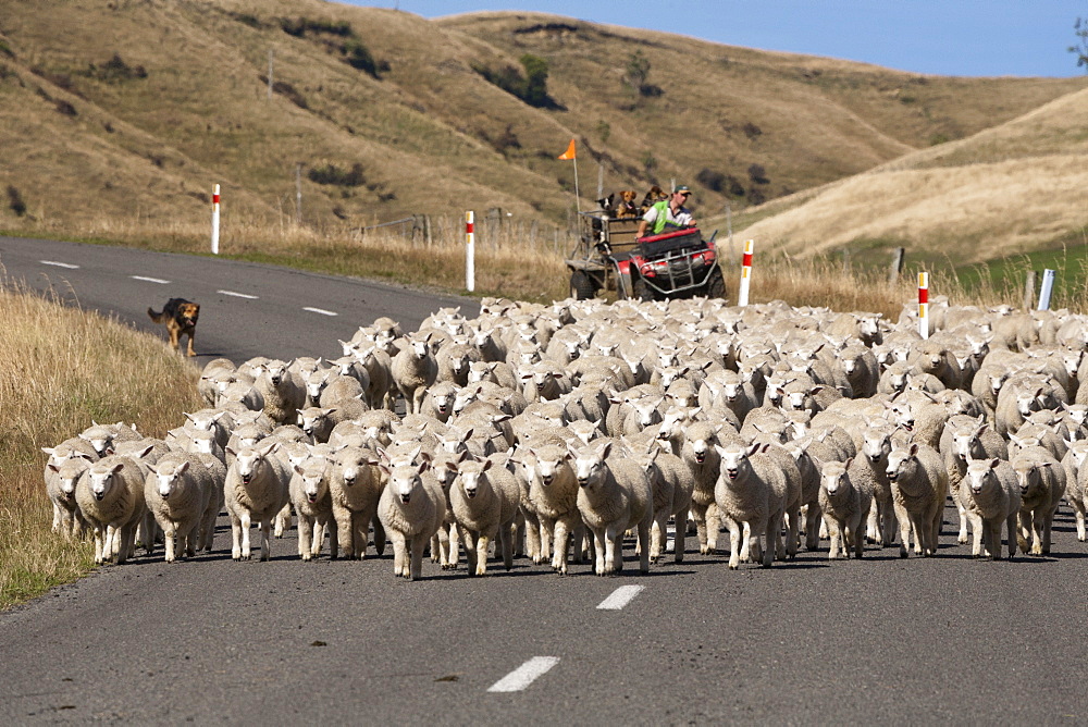 Farmer with working dogs rounding up a flock of sheep on the road, North Island, New Zealand