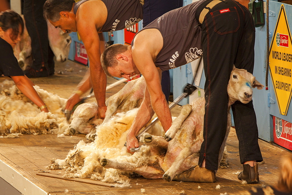 Sheep shearing competition, Masterton, North Island, New Zealand