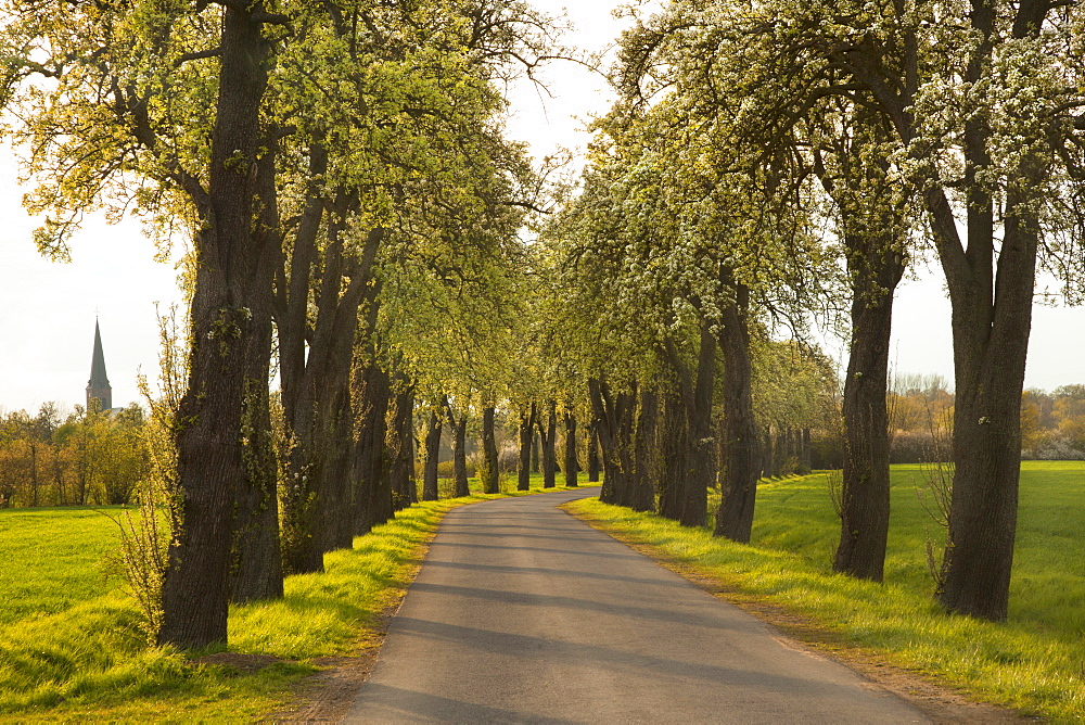 Allee of pear trees, Munsterland, North Rhine-Westphalia, Germany