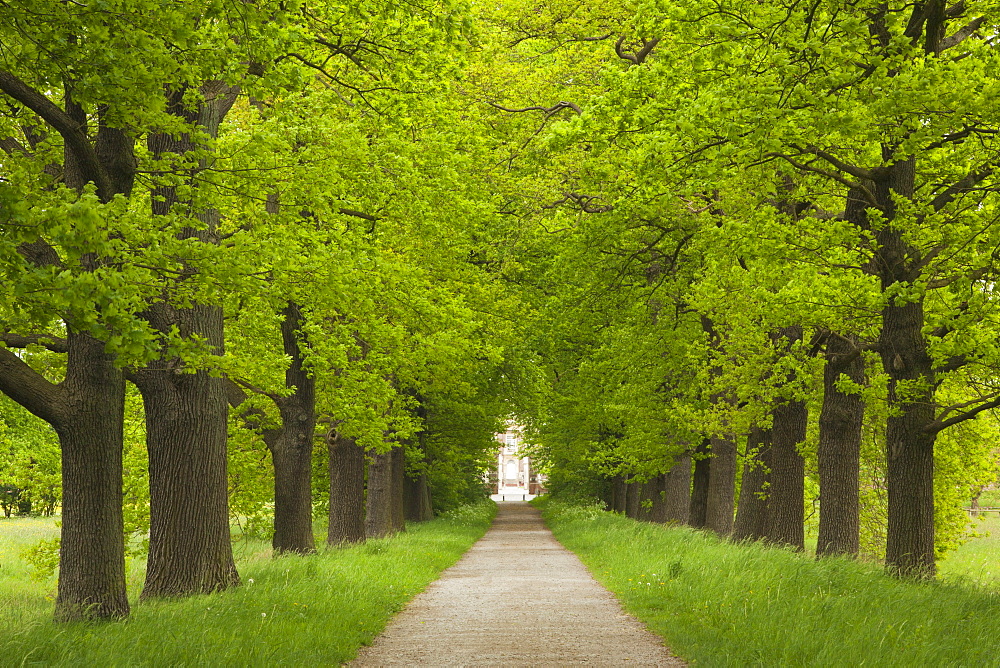 Alley of oak trees, Nordkirchen castle, Munsterland, North Rhine-Westphalia, Germany