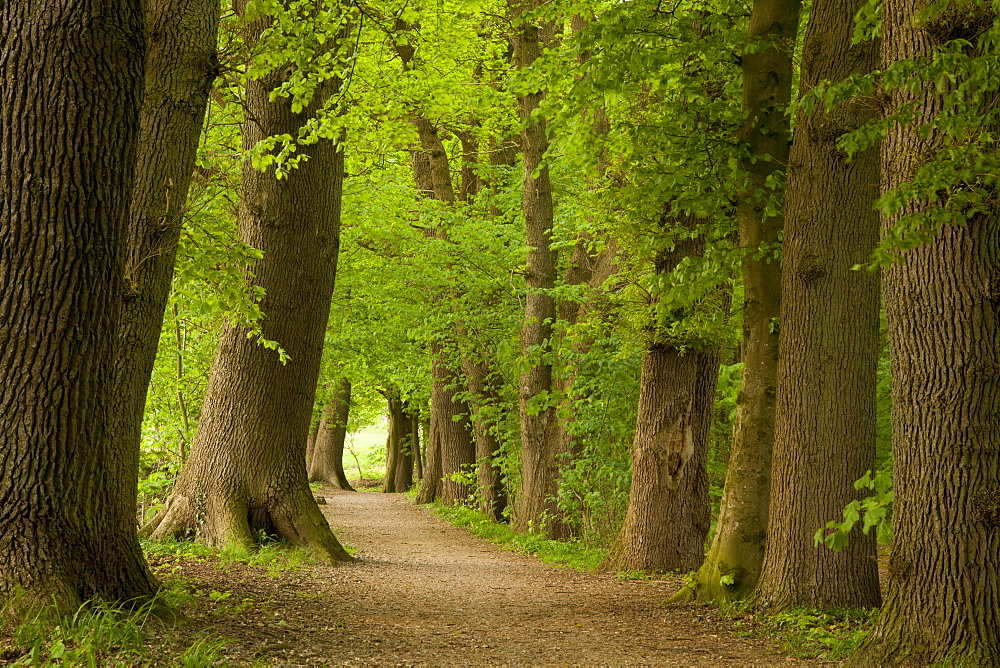 Alley of oak trees, Aukrug nature reserve, Schleswig-Holstein, Germany