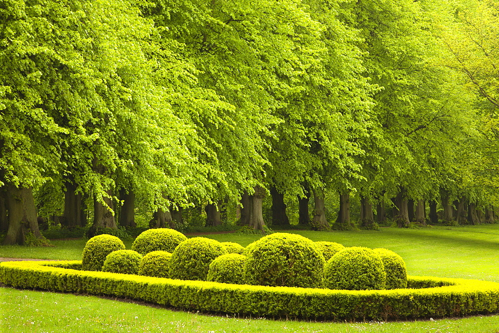 Alley of lime trees, Ploen castle gardens, Holsteinische Schweiz, Schleswig-Holstein, Germany