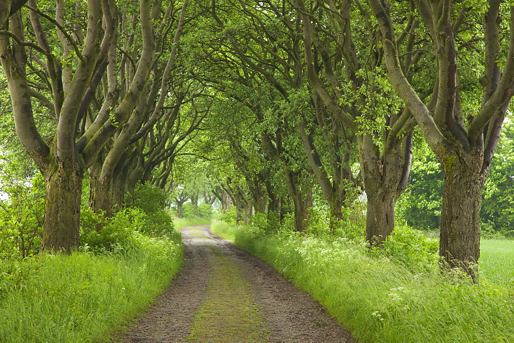 Alley of haw trees, near Kefferhausen, Thuringia, Germany