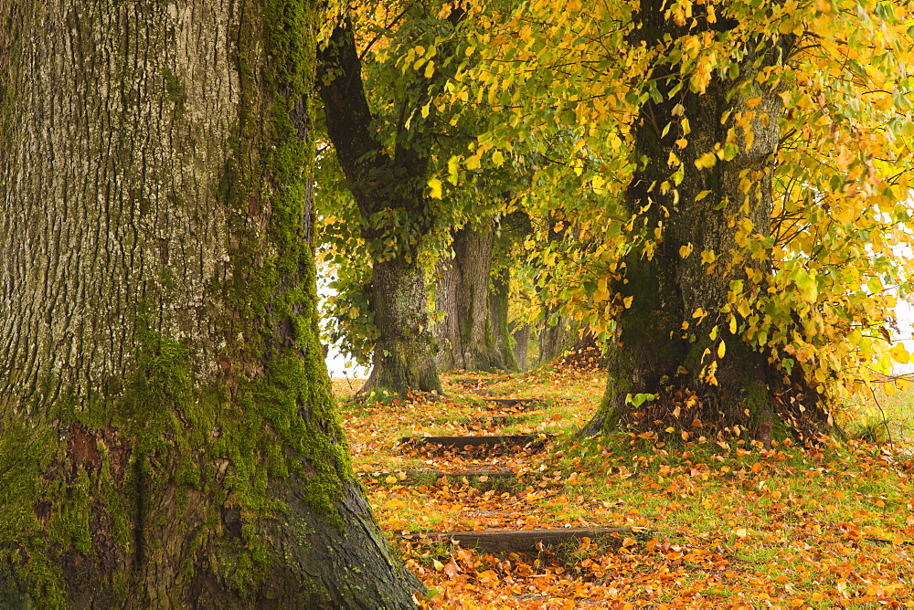 Alley of lime trees, Holzkirchen, Bavaria, Germany