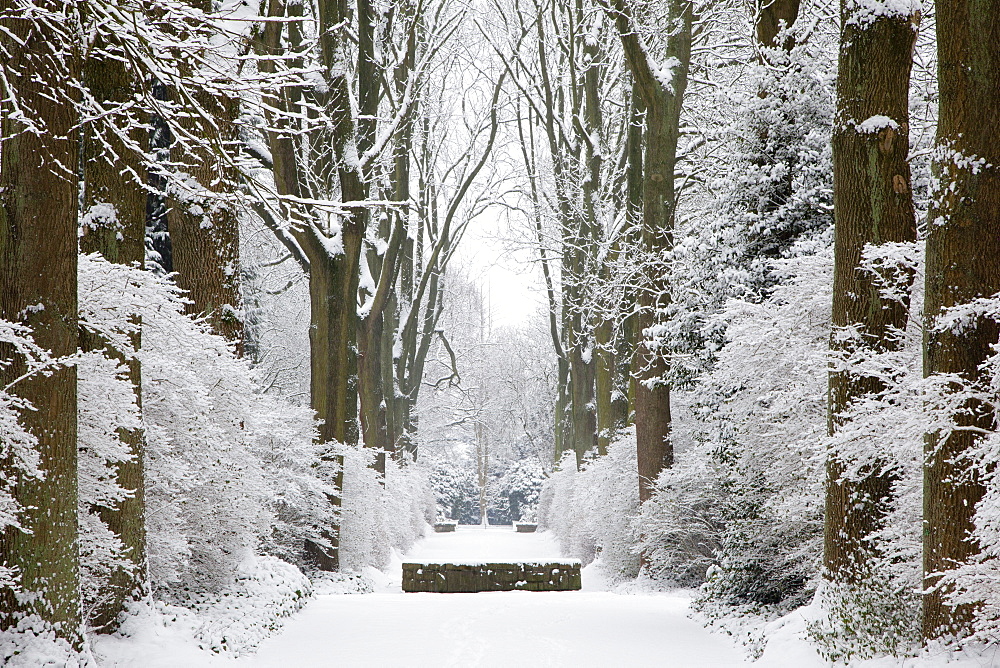 Alley of ash trees, Dortmund, North Rhine-Westphalia, Germany