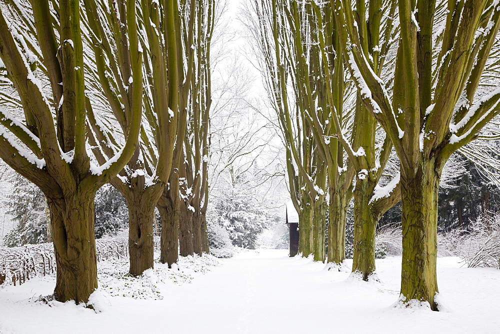 Alley of hornbeam, Dortmund, North Rhine-Westphalia, Germany