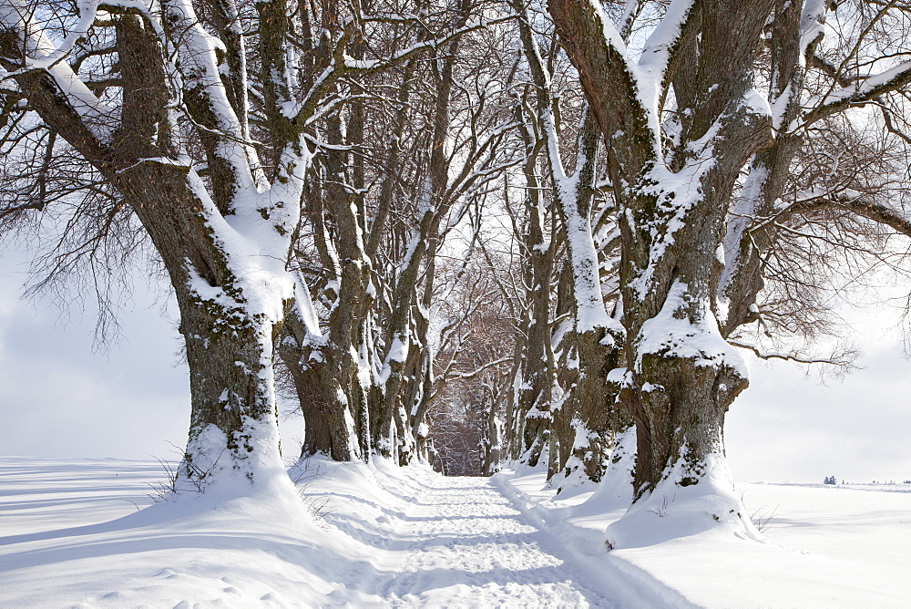 Alley of lime trees, Kurfuersten Allee, Marktoberdorf, Allgaeu region, Bavaria, Germany