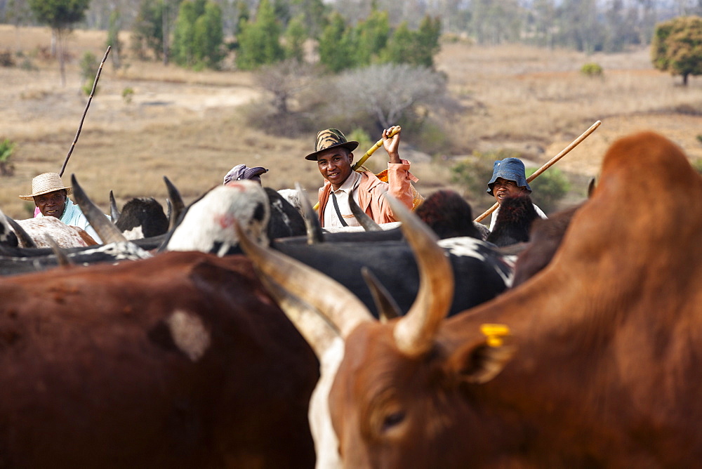 Zebu herd in the highlands near Ambavalao, Madagascar, Africa