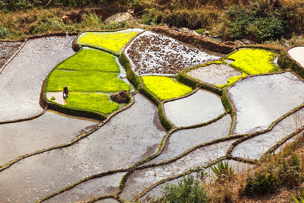 Rice terraces, paddyfields near Ambalavao, highlands, Madagascar, Africa