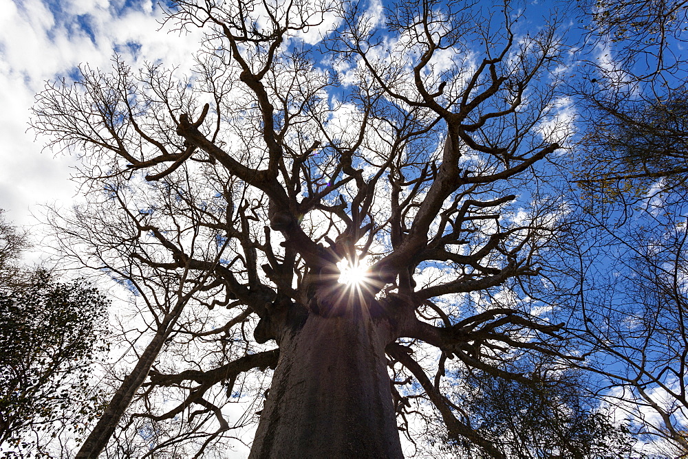 Holy Baobab, Adansonia grandidieri, West Madagascar, Africa