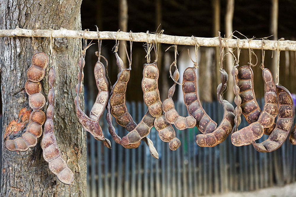Pods drying, Fruits of the forest, Bekopaka, West Madagascar, Africa