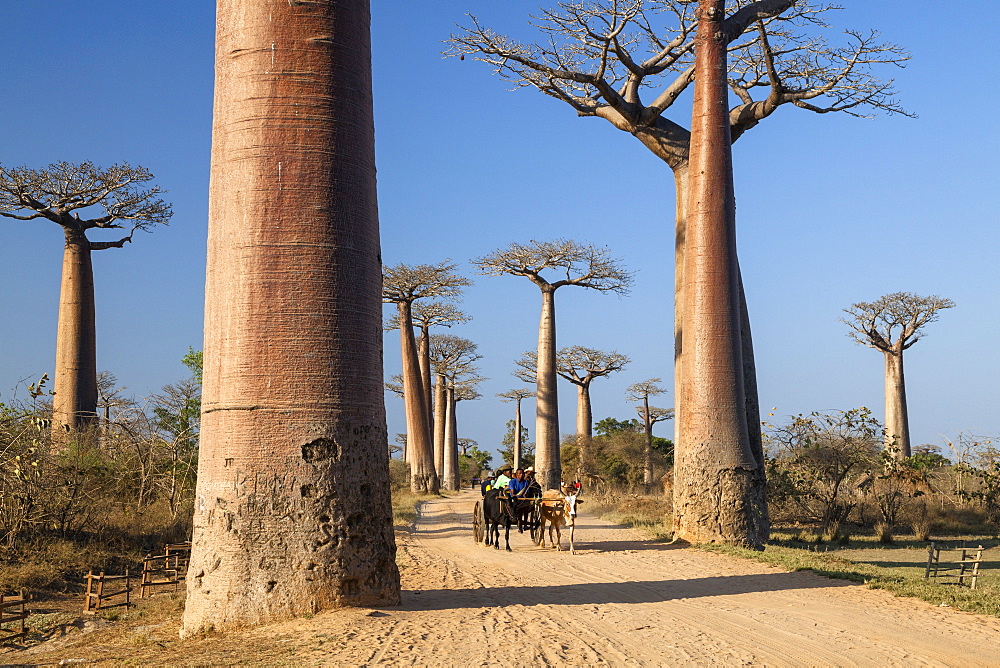 Oxcart in a Baobab alley near Morondava, Adansonia grandidieri, Madagascar, Africa