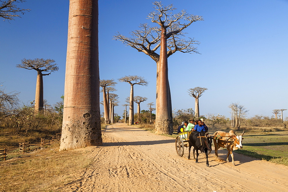 Oxcart in Baobab alley near Morondava, Adansonia grandidieri, Madagascar, Africa