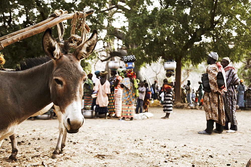 Market, donkey in foreground, Dogon land, Mopti region, Mali