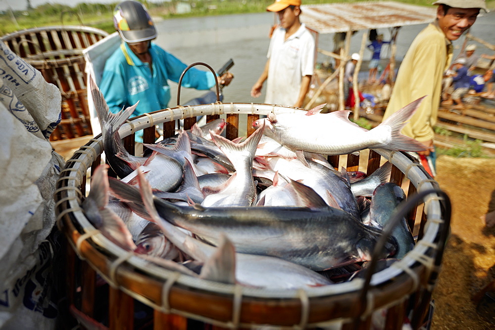 Iridescent shark breeding farm at river Mekong, near of Long Xuyen, An Giang Province, Vietnam