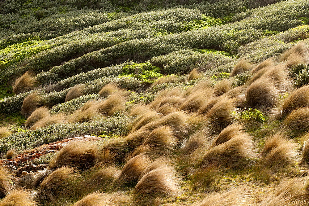 Strong wind in grass tussocks at Point Hicks, Croajingolong National park, Victoria, Australia