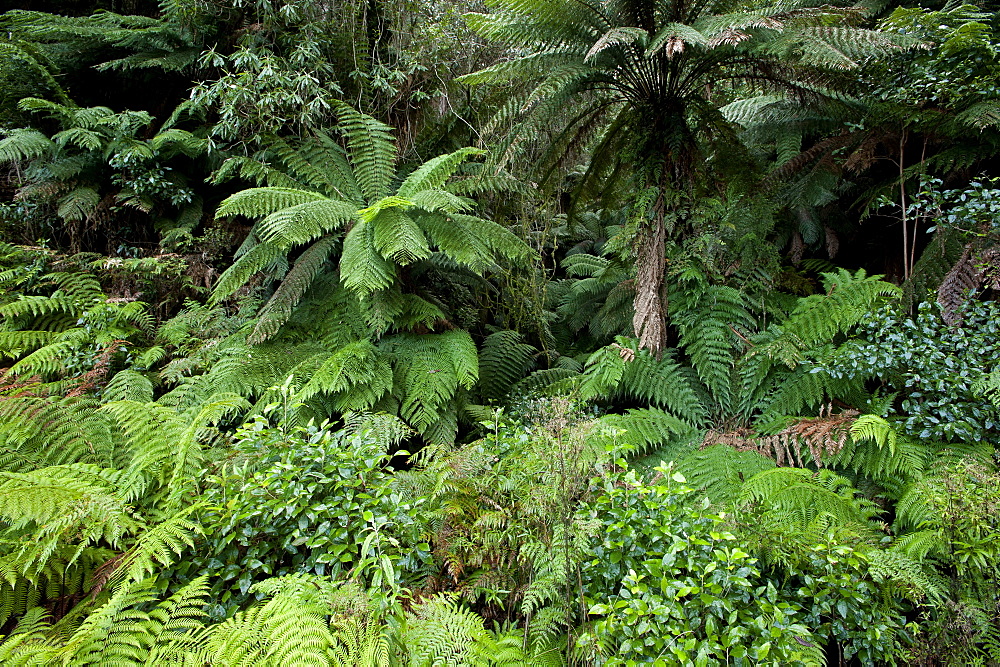 Cool temperate rainforest, Errinundra National Park, Victoria, Australia