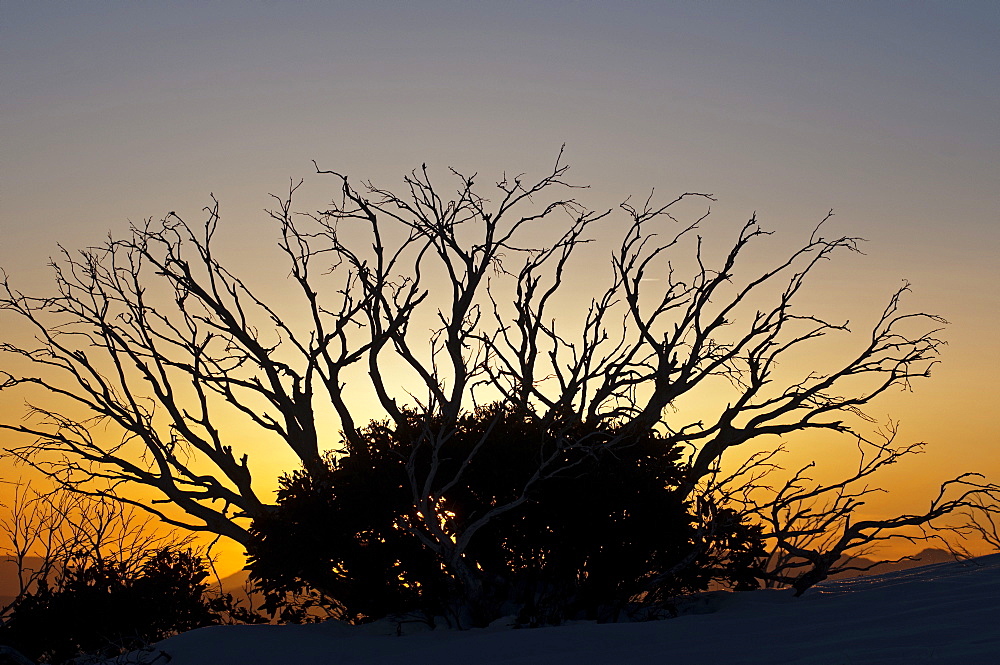 Snow eucalypt, Snow gum on Rayorback Ridge, Alpine National Park, Victoria, Australia