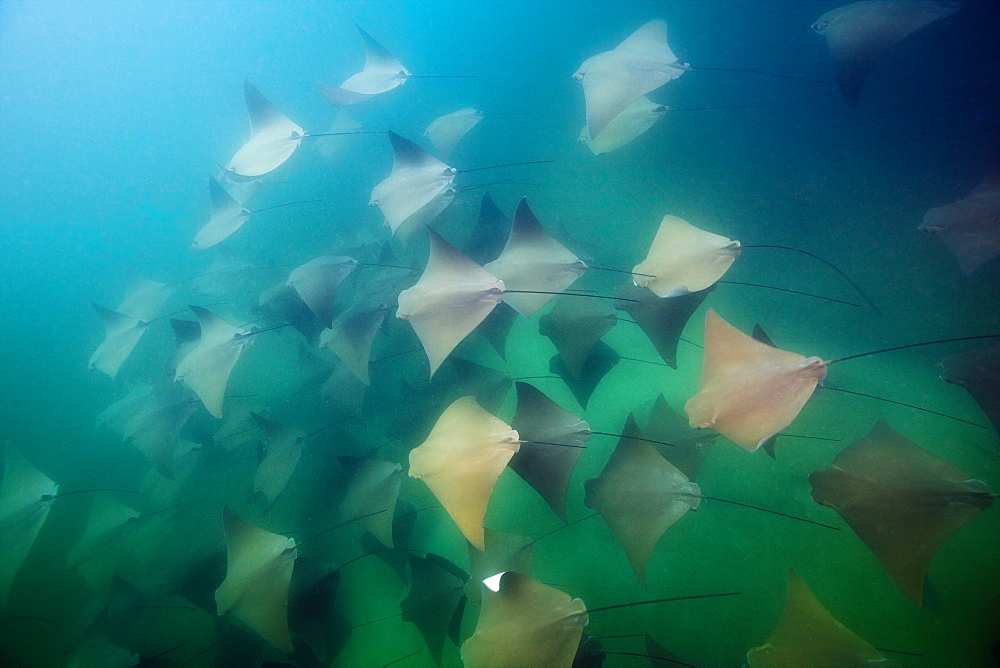 School of Pacific Cownose Ray, Rhinoptera steindachneri, Cabo Pulmo Marine National Park, Baja California Sur, Mexico