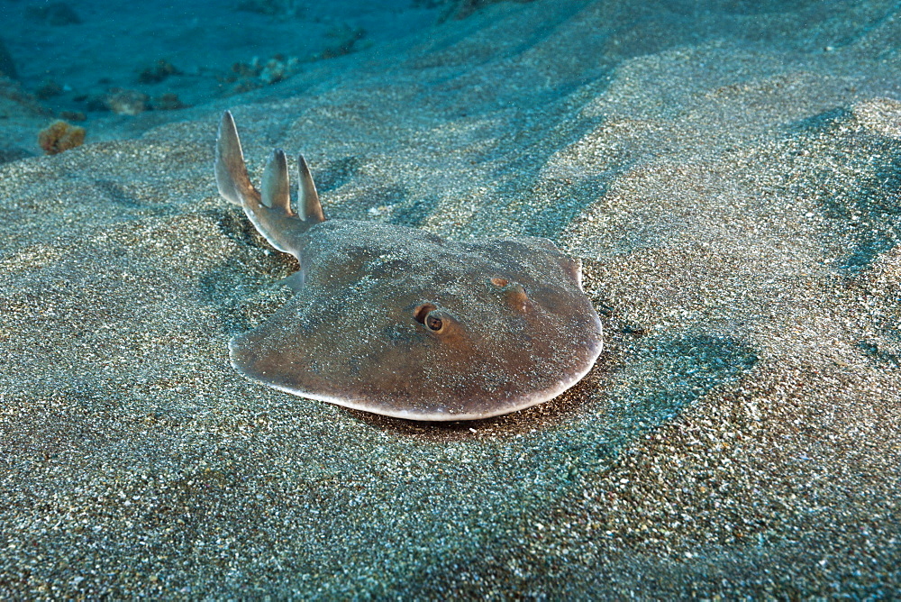 Juvenile Giant Electric Ray, Narcine entemedor, San Benedicto, Revillagigedo Islands, Mexico