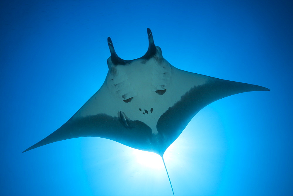 Manta, Manta birostris, San Benedicto, Revillagigedo Islands, Mexico