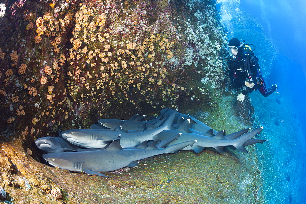 Whitetip Reef Shark resting in Cave, Triaenodon obesus, Roca Partida, Revillagigedo Islands, Mexico