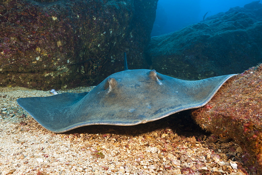 Diamond Stingray, Dasyatis brevis, San Benedicto, Revillagigedo Islands, Mexico