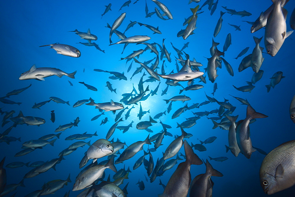 Shoal of Blue-bronze Sea Chub, Kyphosus analogus, San Benedicto, Revillagigedo Islands, Mexico