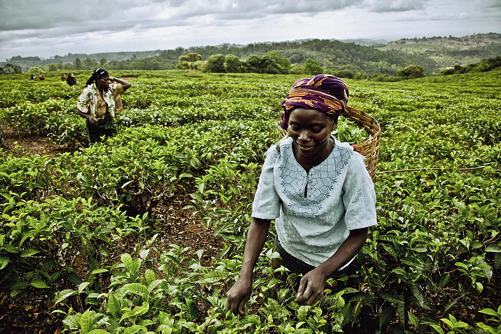 Women picking tea-leaves, Mount Mulanje region, Malawi, Africa