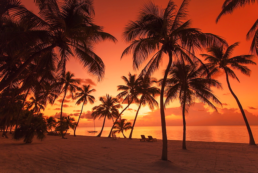 Beach with palm trees in the morning light at sunrise, Moorings Village Resort, Islamorada, Florida Keys, Florida, USA