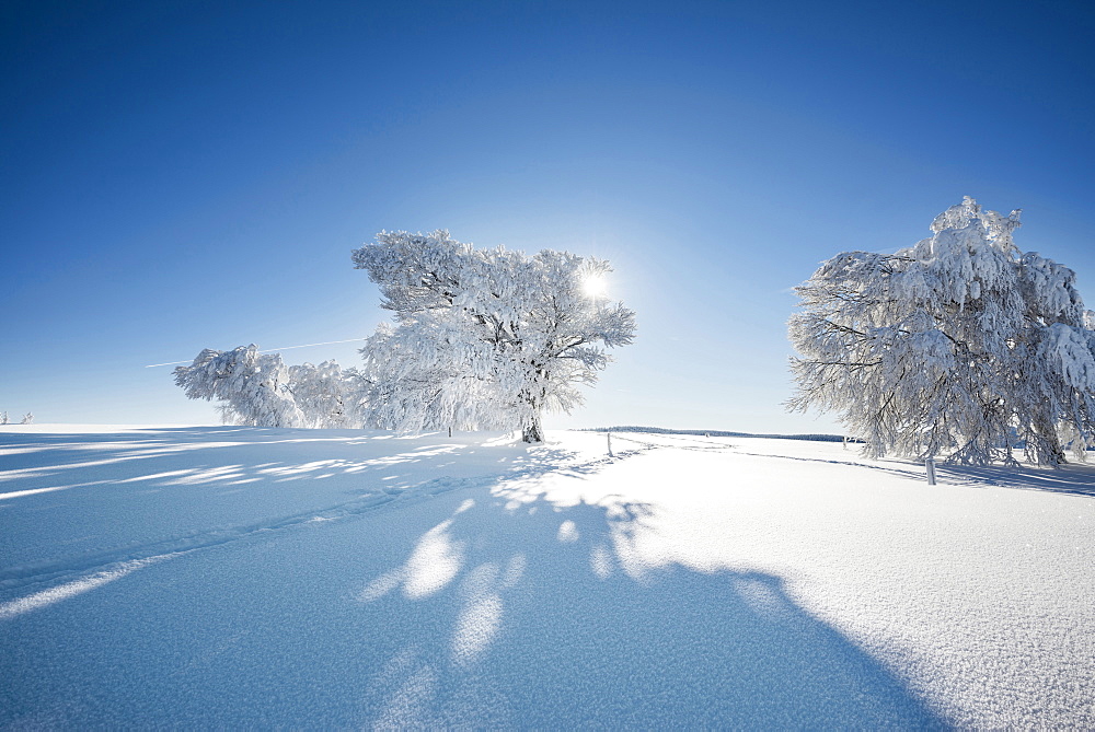 Footprints in fresh snow and snow covered trees, Schauinsland, near Freiburg im Breisgau, Black Forest, Baden-Wuerttemberg, Germany