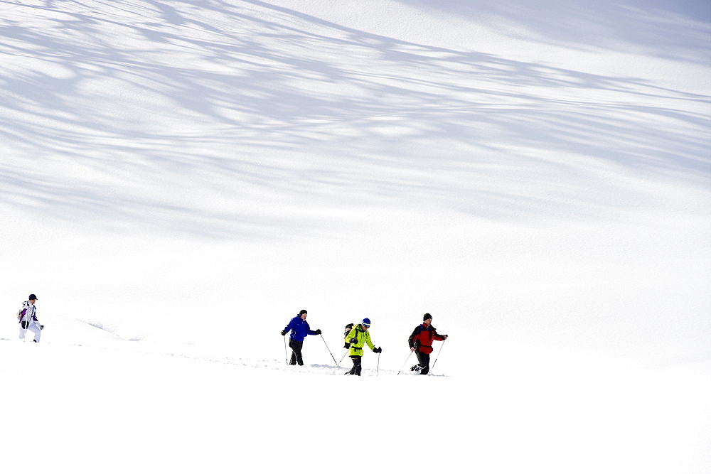 Snow shoe hikers, Hinterzarten, Black Forest, Baden-Wuerttemberg, Germany