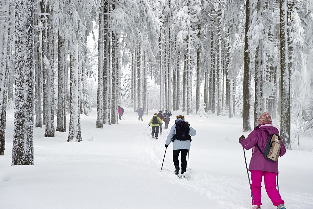 Cross-country skier near Hinterzarten, Black Forest, Baden-Wuerttemberg, Germany