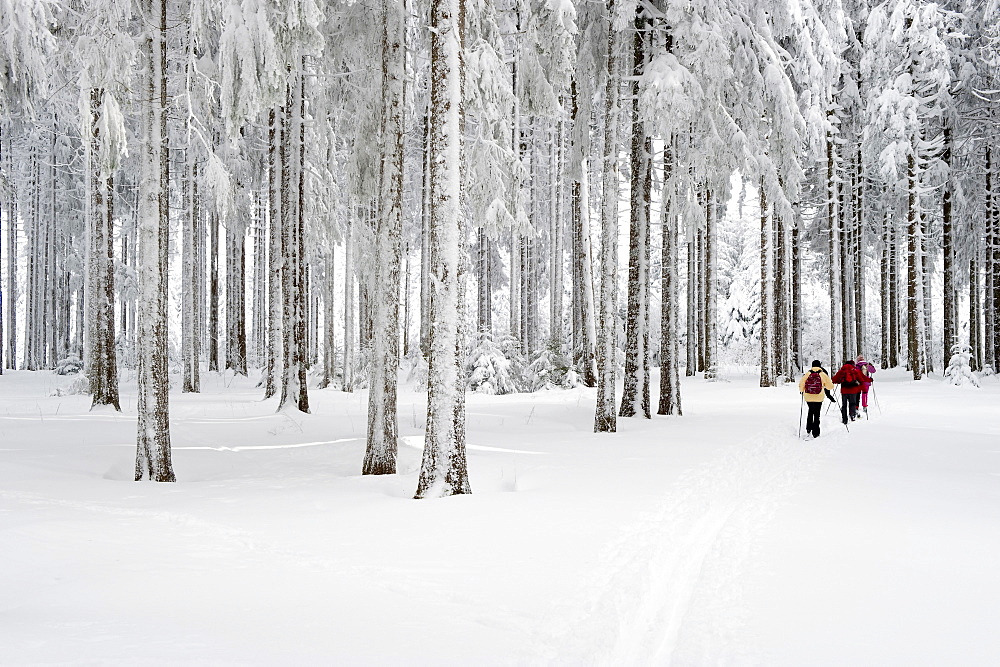 Cross-country skier near Hinterzarten, Black Forest, Baden-Wuerttemberg, Germany